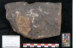 Foto (Objekt + Etikett) von Asplenium hochstetteri Unger (NHMW-GEO-2024-0188-10305)